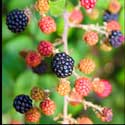 100 pics Plants answers blackberry