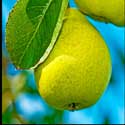 100 pics Plants answers pear tree *