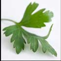 100 pics Plants answers parsley