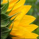 100 pics Plants answers sunflower