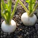 100 pics Plants answers turnip