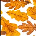 100 pics Plants answers oak leaves