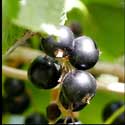 100 pics Plants answers blackcurrant
