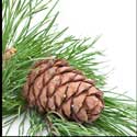100 pics Plants answers pine cone