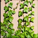 100 pics Plants answers ivy