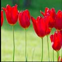 100 pics Plants answers tulips