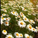 100 pics Plants answers daisy