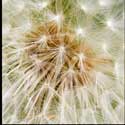 100 pics Plants answers dandelion
