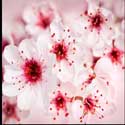 100 pics Plants answers cherry blossom