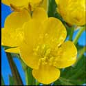 100 pics Plants answers buttercup