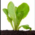 100 pics Plants answers lettuce