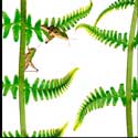 100 pics Plants answers fern