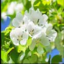 100 pics Plants answers apple blossom