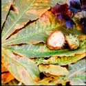 100 pics Plants answers horse chestnut