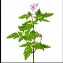 100 pics Plants answers robert geranium