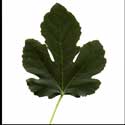 100 pics Plants answers fig leaf