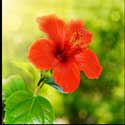 100 pics Plants answers hibiscus