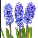 100 pics Plants answers hyacinth