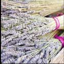 100 pics Plants answers lavender