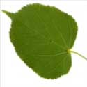 100 pics Plants answers lime tree**