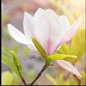 100 pics Plants answers magnolia