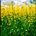 100 pics Plants answers rapeseed