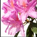 100 pics Plants answers rhododendron