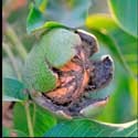 100 pics Plants answers walnut tree
