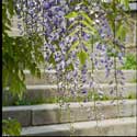 100 pics Plants answers wisteria