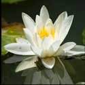 100 pics Plants answers water lily
