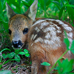 100 pics Spring answers Fawn