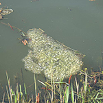 100 pics Spring answers Frogspawn
