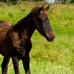 100 pics Spring answers Foal