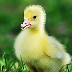 100 pics Spring answers Duckling