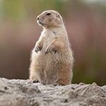 100 pics Spring answers Groundhog Day