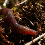 100 pics Spring answers Earthworm