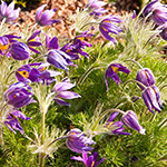 100 pics Spring answers Pasque Flower