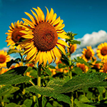 100 pics Spring answers Sunflowers