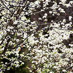 100 pics Spring answers Blossom