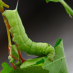 100 pics Spring answers Caterpillar