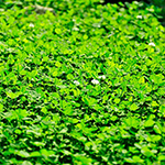 100 pics Spring answers Clover