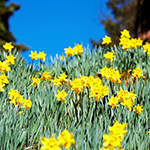 100 pics Spring answers Daffodils