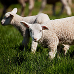 100 pics Spring answers Lambs