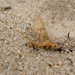 100 pics Spring answers Mayfly