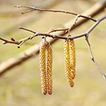 100 pics Spring answers Catkins