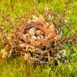 100 pics Spring answers Nest