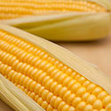 100 pics Taste Test answers Sweet Corn