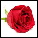 100 pics Valentines Day answers Red Rose