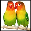 100 pics Valentines Day answers Lovebirds