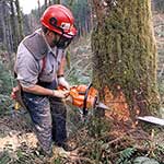 100 pics What Job answers Lumberjack